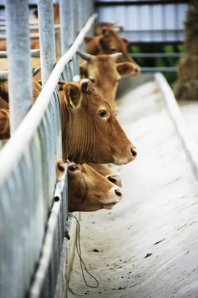 Rancho de gado — Fotografia de Stock