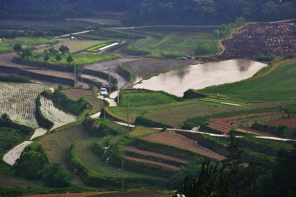 Câmpuri de orez — Fotografie, imagine de stoc