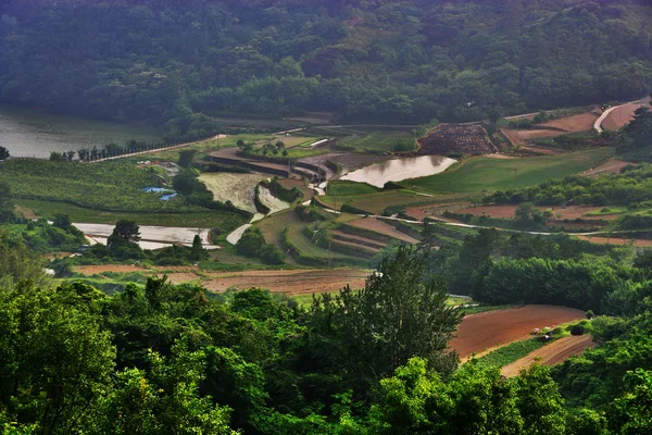 Campos de arroz —  Fotos de Stock