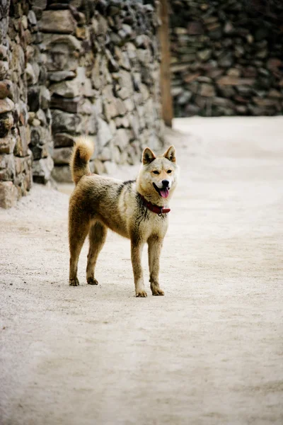 Naganeupseong 街上的狗 — 图库照片