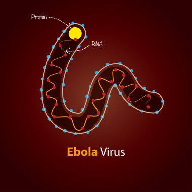 Ebola virüsü - yapısı.