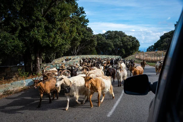 Manada Cabras Caminando Por Carretera Con Coche Espera Córcega Francia — Foto de Stock