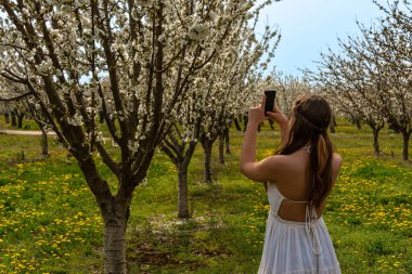 Kiraz bahçesindeki genç kadın telefonda kiraz çiçeklerinin fotoğrafını çekiyor. bahar yaz resmi .
