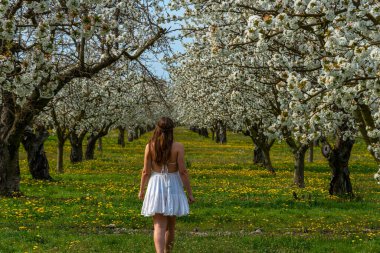 Vahşi çiçeklerle dolu kiraz bahçesinde yürüyen genç bir kadın. Beyaz bir elbise giyiyor, Provence, Fransa.