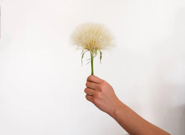 giant dandelion or salsify held againts a white background .summer spring .