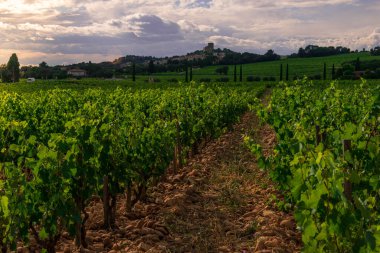 Üzüm bağları, kırsal bölgeleri, kaynakları, geniş Fransa 'sı olan Chateauneuf de Pape köyü ve manzarası .