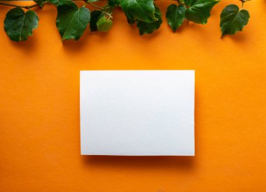 Kart maketi. Sarmaşık dallı sarı arkaplanda boş beyaz davetiye kartı