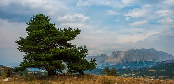Lone Pine Tree Mountains Background Taken Col Festre Devoluy Hautes — ストック写真