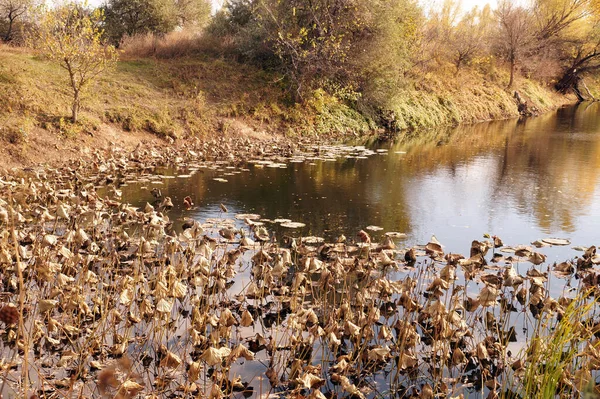 Vertrocknete Lotusblüten Verblassten Einem Kleinen Reservoir Auf Dem Gebiet Des — Stockfoto