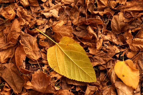 Schizzo Autunnale Con Molte Foglie Autunnali Cadute — Foto Stock