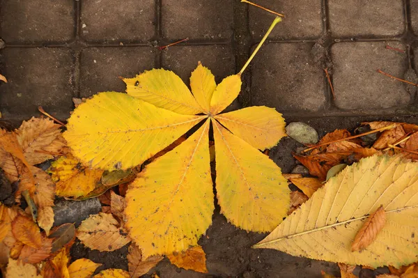 Feuille Érable Jaune Sur Asphalte Humide — Photo