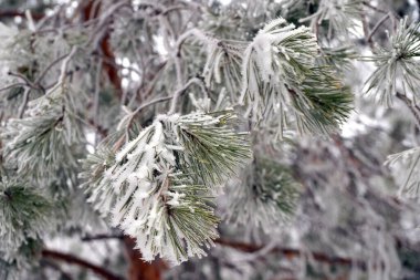 Şehir parkında kışın bir çam ağacının buzla kaplı bir dalı.                               