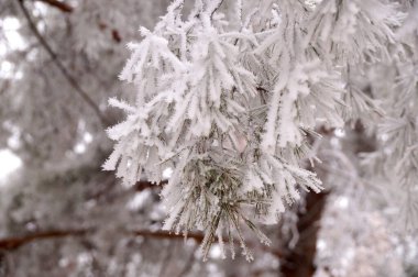 Şehir parkında kışın bir çam ağacının buzla kaplı bir dalı.                               