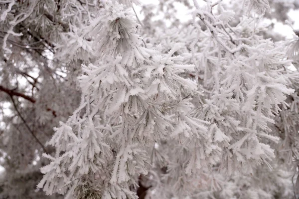 Şehir parkında kışın bir çam ağacının buzla kaplı bir dalı.                               