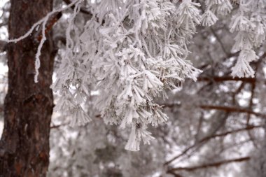 Şehir parkında kışın bir çam ağacının buzla kaplı bir dalı.                              
