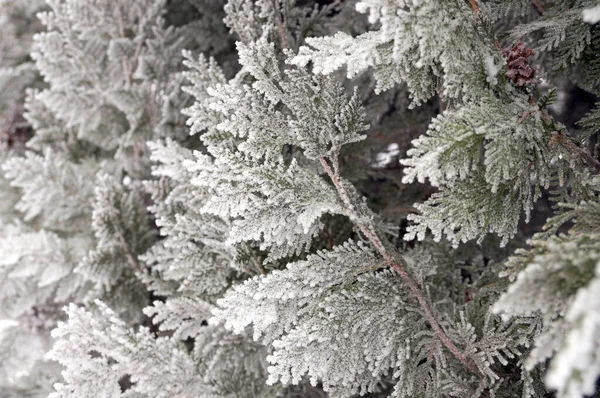 Thuja Fagyos Ága Volgograd Városi Parkban — Stock Fotó