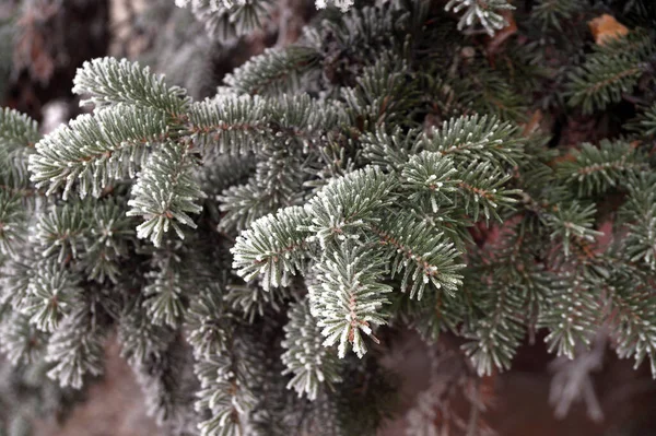 Frost Covered Branch Pine Tree Winter City Park — Stock Photo, Image