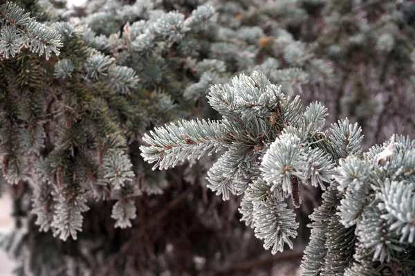 Frost Covered Branch Spruce Tree Winter City Park — Stock Photo, Image