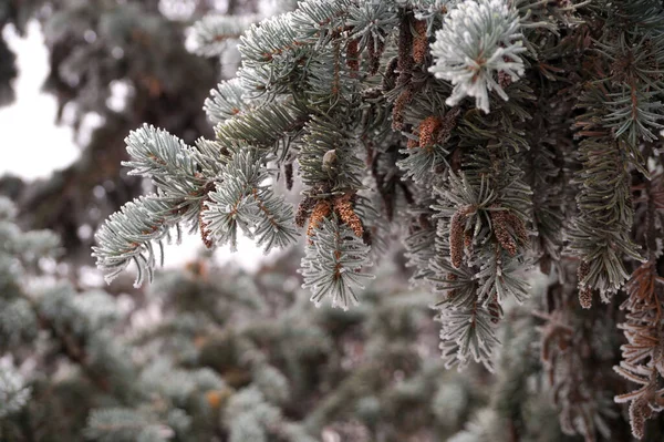 云杉冬季在城市公园里被霜冻覆盖的云杉树枝 — 图库照片