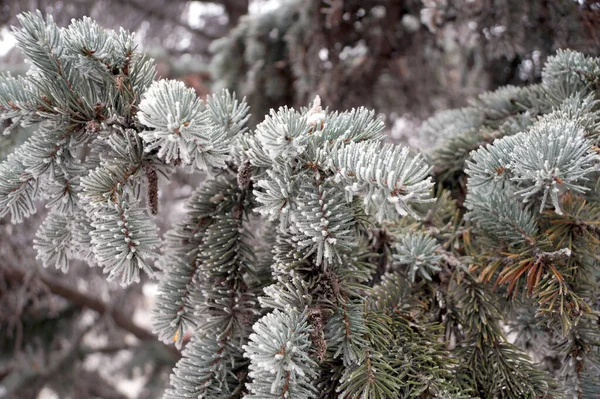 Frost Covered Branch Spruce Tree Winter City Park — Stock Photo, Image