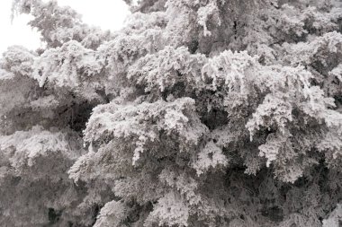 Volgograd 'da bir şehir parkında karla kaplı katil ağaçları                              