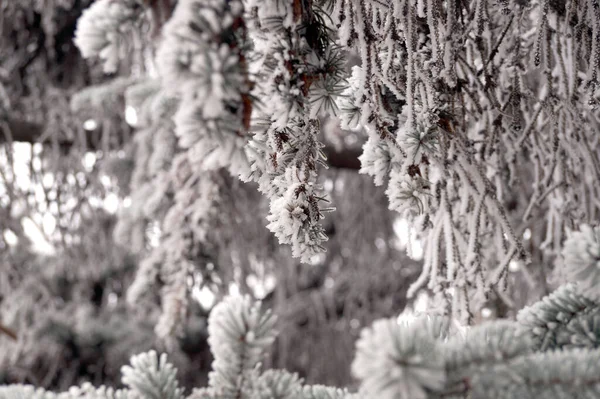 Ramo Coperto Dal Gelo Abete Rosso Inverno Parco Cittadino — Foto Stock