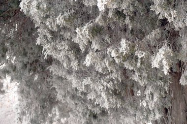 Volgograd şehir parkındaki thuja ağacının buzlu dalı.                               