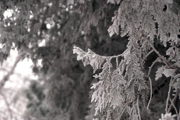 Frosted Branch Thuja Tree City Park Volgograd — Stock Photo, Image