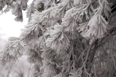 Şehir parkında kışın bir çam ağacının buzla kaplı bir dalı.                               