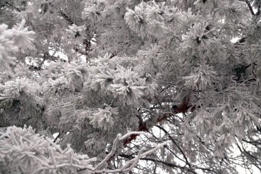 Şehir parkında kışın bir çam ağacının buzla kaplı bir dalı.                               