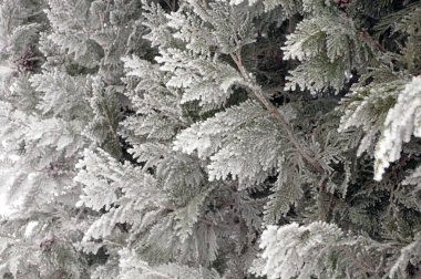 Volgograd şehir parkındaki thuja ağacının buzlu dalı.                               