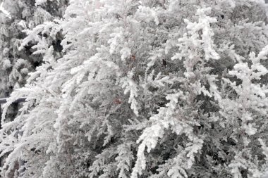 Volgograd şehir parkındaki thuja ağacının buzlu dalı.                               