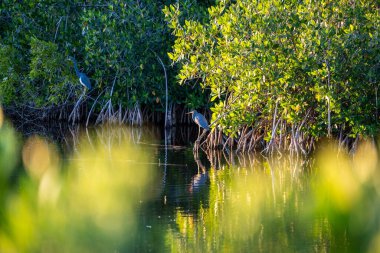 Büyük Cypress Ulusal Parkı 'ndaki bir levrekten mavi balıkçıl.