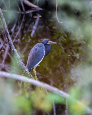 Büyük Cypress Ulusal Parkı 'ndaki bir levrekten mavi balıkçıl.
