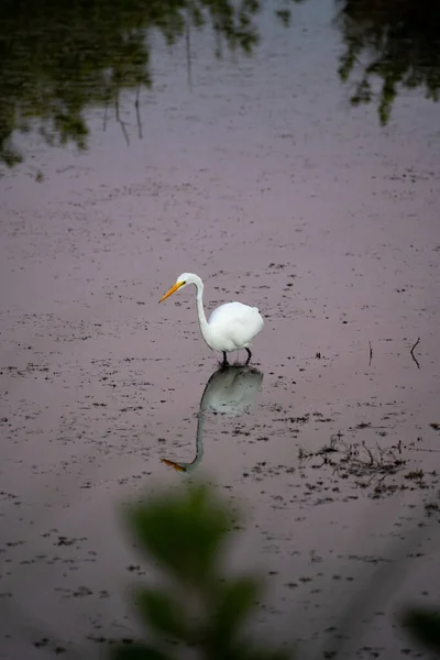 White Heron Perch Big Cypress National Park — Stock Photo, Image