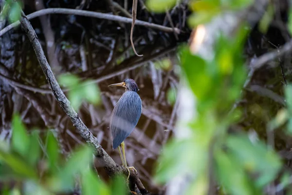 Modrá Volavka Bidýlka Národním Parku Big Cypress — Stock fotografie