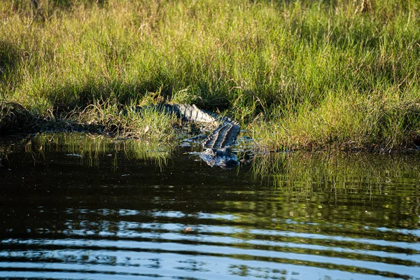沼のビッグサイプレス国立公園のワニ — ストック写真