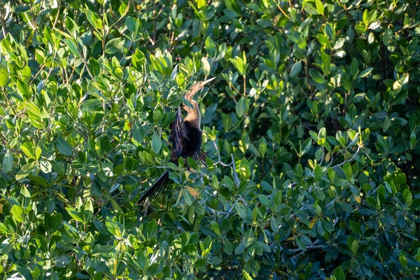 Cormorant Egy Sügér Big Cypress Nemzeti Park Napsütés Magát — Stock Fotó