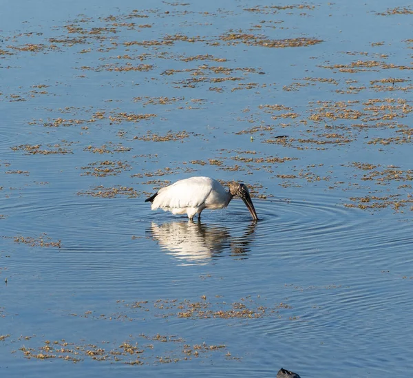 Garça Branca Poleiro Parque Nacional Big Cypress — Fotografia de Stock