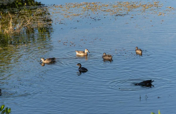 Ducks Big Cypress National Park Swamp — стокове фото