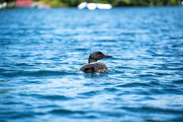 Loon Bird New Hampshire Squam Lake Região Dos Lagos — Fotografia de Stock