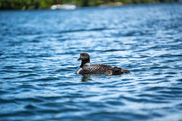 Loon Bird New Hampshire Squam Lake Região Dos Lagos — Fotografia de Stock