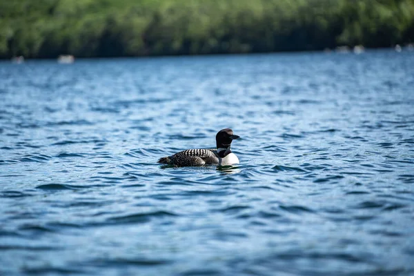 Loon Bird New Hampshire Squam Lake Região Dos Lagos — Fotografia de Stock