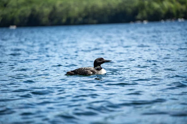 Loon Bird New Hampshire Squam Lake Região Dos Lagos — Fotografia de Stock