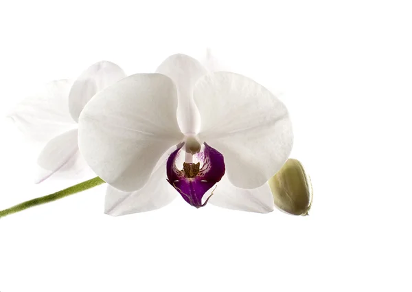 Bílá orchidej s fialovým jádrem izolované proti bílé — Stock fotografie