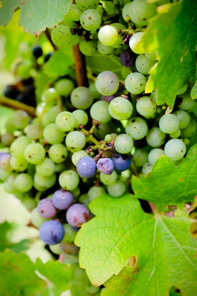 Green Grapes Vine — Stock Photo, Image