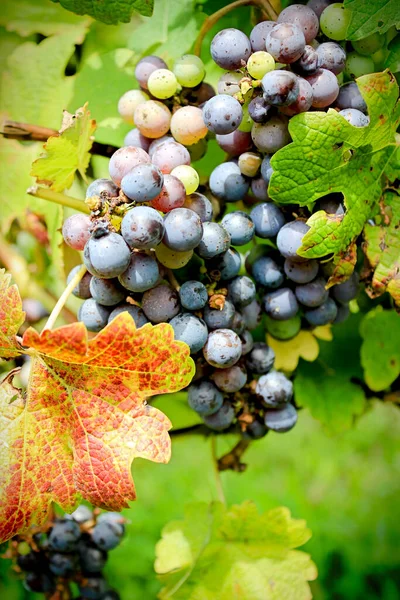 Bunch Grapes Vine — Stock Photo, Image