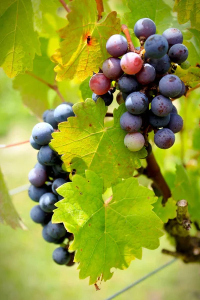 Wine Grapes Vine — Stock Photo, Image