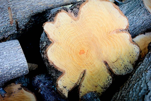 fresh cut tree trunk