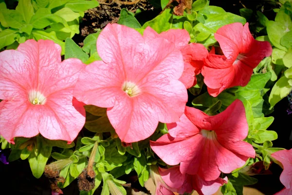 Close Pink Petunia — ストック写真